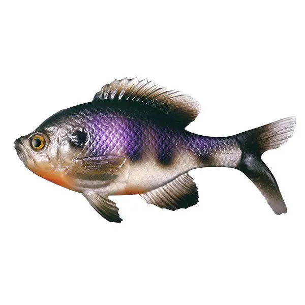 13 Fishing The Gill Swimbait Soft Plastic 1