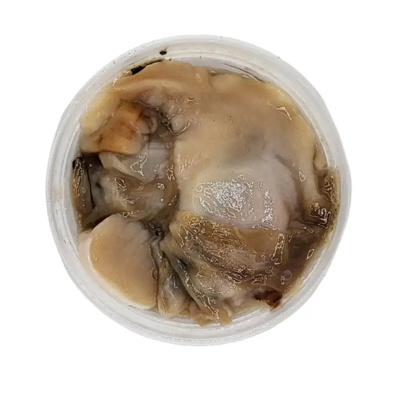 Fresh-Salted Clam Bait – Natural Marine Attractant 1
