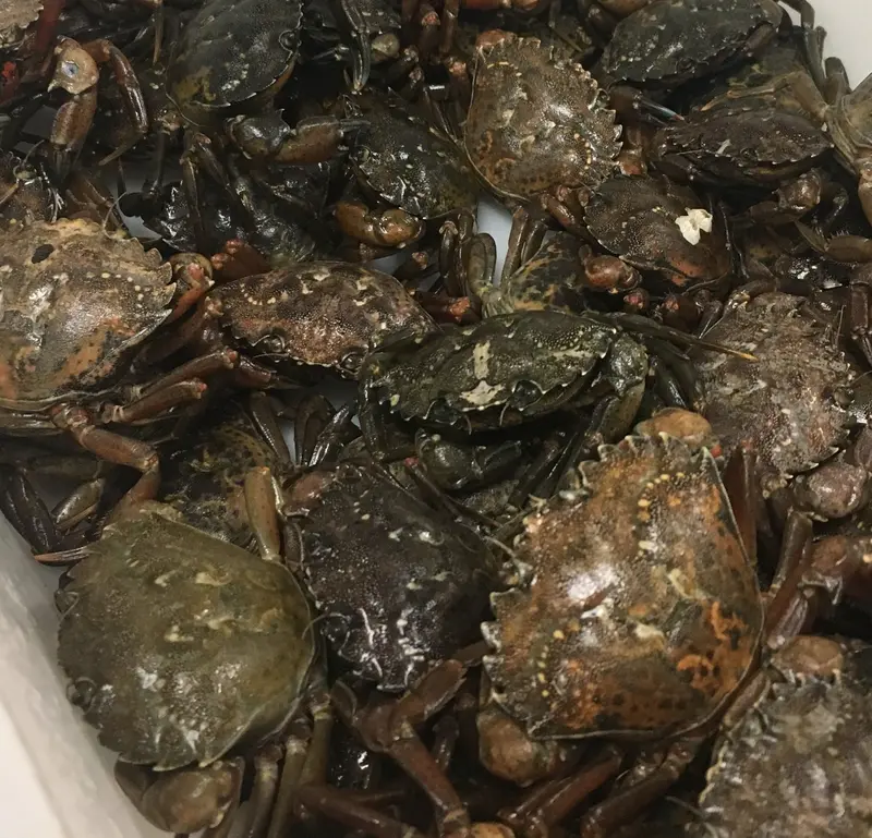 Live Green Crab Bait – Pickup Only Order 1